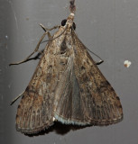 5156, Nomaphila neartica, Lucerne Moth