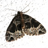 7213, Eclipoptera silaceata, Small Phoenix