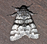 9182, Panthea furcilla, Eastern Panthea