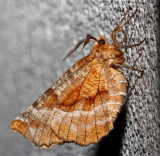 6818, Selenia kentaria, Kents Geometer