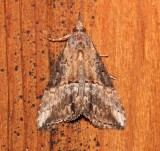 8465, Hypena scabra, Green Cloverworm