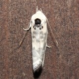 1014,  Anteotricha leuciliana, Pale Gray Bird-dropping Moth