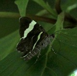 7430, Trichodezia albovittata, White-striped Black