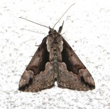 8442, Hypena baltimoralis, Baltimore Snout female