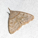 8355, Chytolita morbidalis, Morbid Owlet