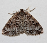 8499, Metalectra discalis, Common Fungus Moth