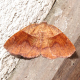 6836, Plagodis pulveraria, American Barred Umber