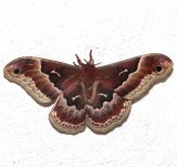 7764, Promethea Moth