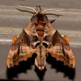 7824, Paonias excaecata, Blinded Sphinx