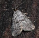 9038, Hyperstrotia villificans, White-lined Graylet