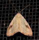 8404,  Rivula propinqualis, Spotted Grass Moth
