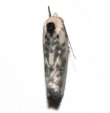 1011, Schlaeger-s Fruitworm Moth dorsal