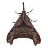 8397, Dark-spotted Palthus