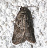 3567.1, Cnephasia stephensiana, Gray Torix Moth