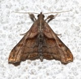8397, Dark-spotted Palthus, female