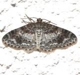 7419, Hydrelia lucata, Light Carpet Moth