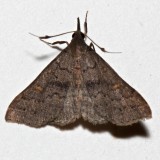 8370,  Bleptina caradrinalis,  Bent-wing  Owlet