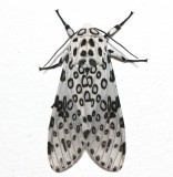 8146, Hypercompe scribonia, Giant Leopard Moth