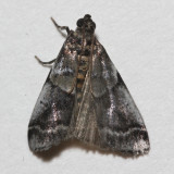 5651, Acrobasis indiginella, Leaf-crumpler Moth
