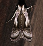 8904, Chrysanynipha formosa, Formosa Looper