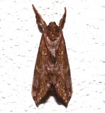 0022, Sthenopis auratus, Gold-spotted Ghost Moth