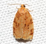 3661, Archips cerasivorana, Ugly-nest Caterpillar Moth