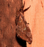 0022, Sthenopis auratus, Gold-spotted Ghost Moth
