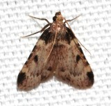 5511, Aglossa costiferalis, Calico Pyralid