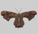 7653, Brown Scoopwing