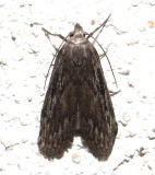 5630, Aphomia terrenella, Terrenella Bee Moth