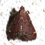5526, Pseudasopia intermedialis, Red-shawled Moth