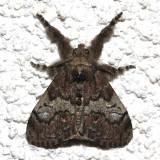 8296, Dashychira basiflava, Yellow-based Tussock Moth