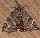 8719, Euparthenos nubilis,  Locust Underwing  