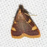 5524, Hypsopygia costalis, Clover Hayworm Moth