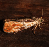 2800, Olethreutes nigranum