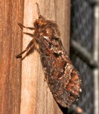 0031, Korschellus gracilis, Conifer Swift Moth