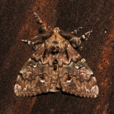 8296,, Dasychira basiflava, Yellow-based Tussock Moth