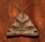 8738, Caenurgina crassiuscula, Clover Looper
