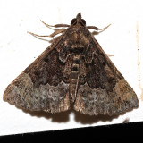 8444, Hypena palparia, Mottled Snout  