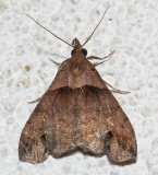 8393, Lascoria ambigualis, Ambiguous Moth  