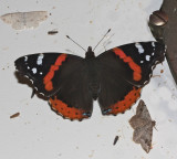 Red Admiral  