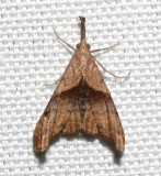 8397, Dark-spotted Palthus  