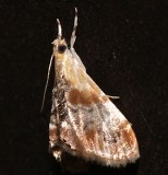 4889, Dicymolomia julianalis, Julias Dicymolomia 