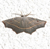 6819, Metanema inatomaria, Pale Metanema Moth