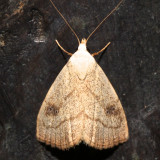 8404, Rivula propinqualis, Spotted Grass Moth