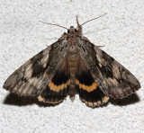 8802, Carocala cerogama, Yellow-banded Underwing