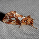 9663 Callopistria cordata Silver-spotted Fern Moth