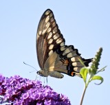 Giant Swallowtail  