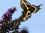 Giant Swallowtail 3 