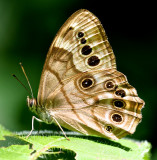 Northern Pearly-Eye  